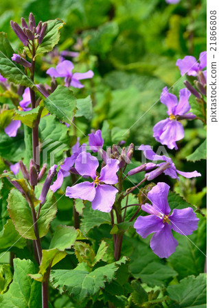 植物:十字花科 植物:十字花科 21866808