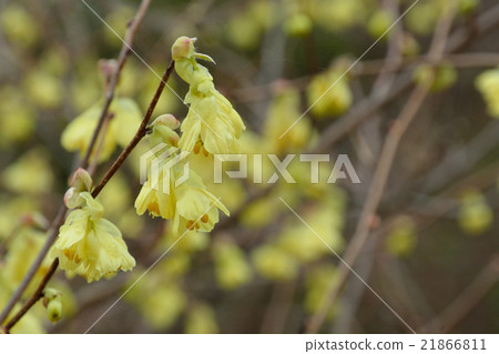 Tree: Hyuga wormwood 21866811