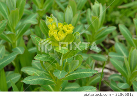 Plant: Rhododendron family 21866812