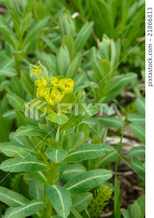 Plant: Rhododendron family 21866813