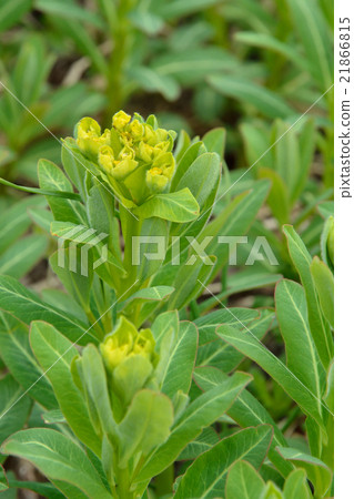 Plant: Rhododendron family 21866815