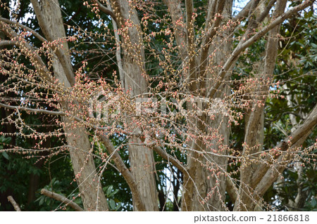 Tree: Wigura family 21866818