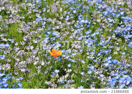 Nemophila field and poppy 21866888