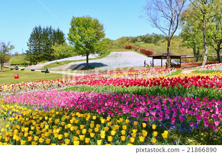 Tulip field 21866890
