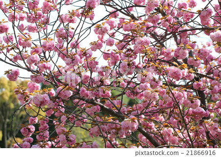 Cherry Blossoms   Cherry Blossoms   21866916