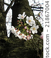 櫻桃樹 21867004