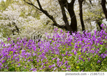 Flower radish and wild cherry tree Flower radish and wild cherry tree 21867115
