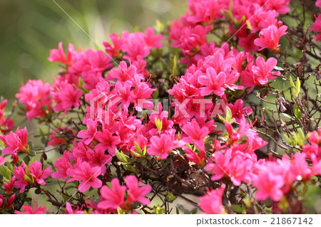 映山紅 21867142