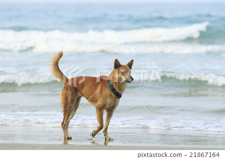 face of street dog standing on sand beach face of street dog standing on sand beach 21867164