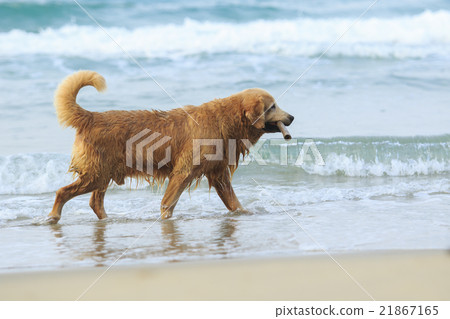 golden retriever dog playing golden retriever dog playing 21867165