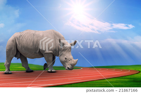 rihno on running track rihno on running track 21867166
