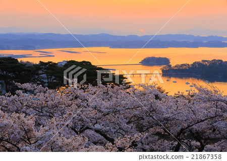 松島公園的櫻花，日本西部松島西樹的回歸 21867358