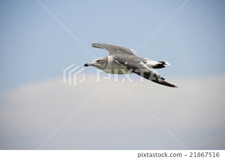 Seagull which fly in the sky Seagull which fly in the sky 21867516
