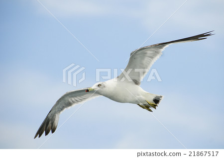 Seagull which fly in the sky Seagull which fly in the sky 21867517