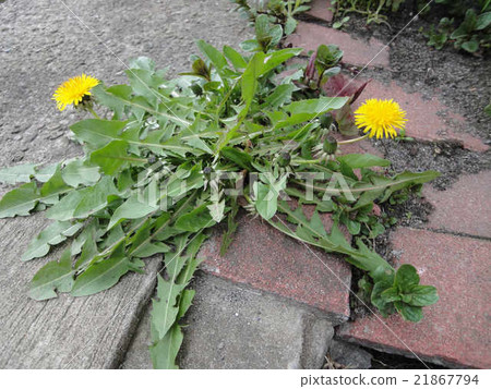 蒲公英從混凝土中生長 21867794
