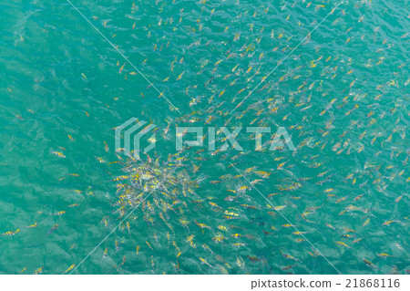 Feeding yellow fished 21868116