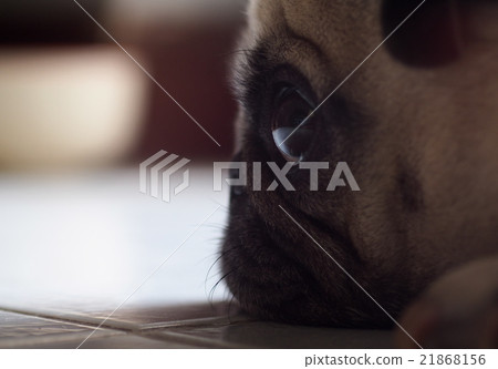 light reflection on a lonely pug eye in the dark 21868156