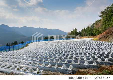 煙草領域三角帽春天 煙草領域三角帽春天 21868437