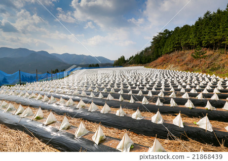 煙草領域三角帽春天 21868439