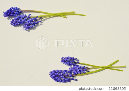 Muscari 21868805