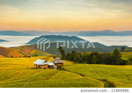 Green Terraced Rice Field in Pa Pong Pieng 21868966