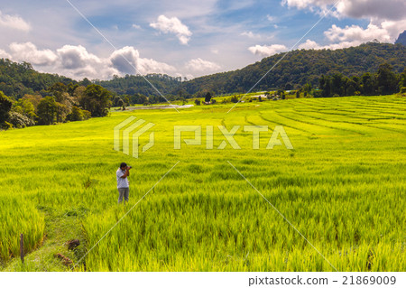 Green Terraced Rice Field in Mae Klang Luang Green Terraced Rice Field in Mae Klang Luang 21869009