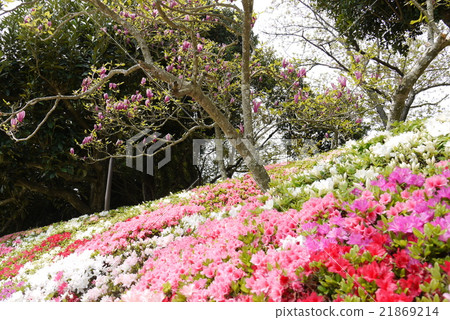 南天堂的杜鵑花 21869214