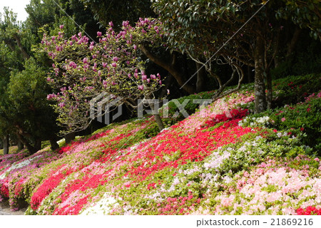 Azalea of South Paradise Azalea of South Paradise 21869216