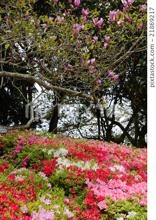 Azalea of South Paradise Azalea of South Paradise 21869217