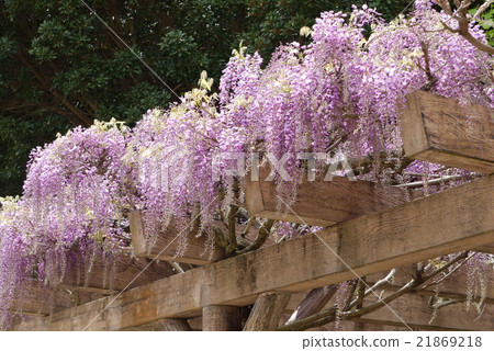 Fuji of South Paradise Fuji of South Paradise 21869218