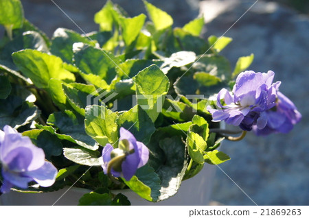 The double-bloom smell (Parma violet) 21869263