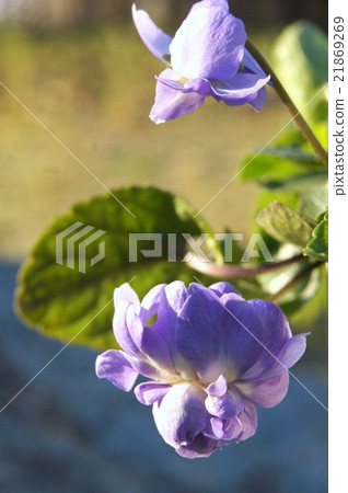 雙花氣味（帕爾瑪紫羅蘭） 21869269