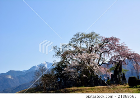 Tabata's weeping cherry - Fujimi cho in Nagano Prefecture Tabata's weeping cherry - Fujimi cho in Nagano Prefecture 21869563