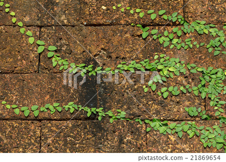 Background old wall and ivy leaves 21869654
