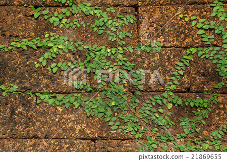Background old wall and ivy leaves Background old wall and ivy leaves 21869655