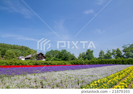 北海道農場富田的花田 北海道農場富田的花田 21870103