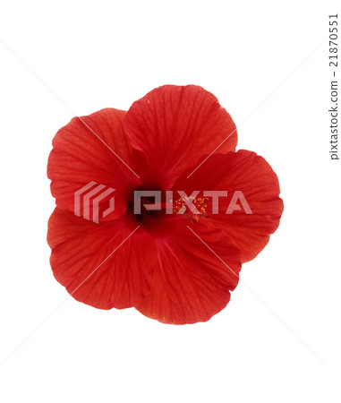 Hibiscus 21870551