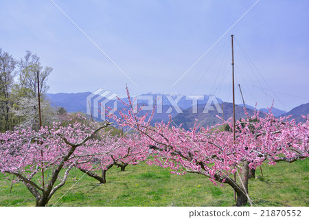 Peach Blossom Peach Blossom 21870552