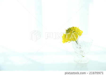 強姦開花春天圖像 21870971