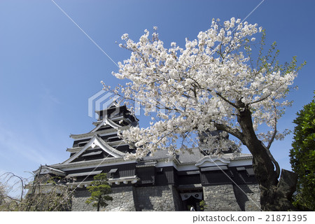 Kumamoto castle and cherry blossoms 21871395