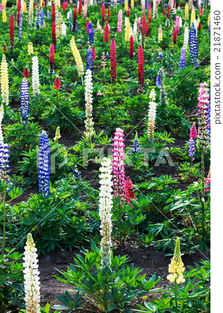 Lupine flower, flower garden Lupine flower, flower garden 21871460