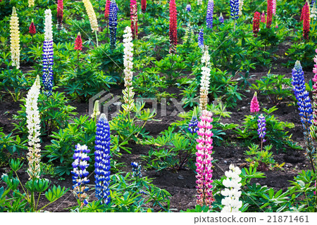 Lupine flower, flower garden 21871461