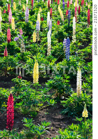 羽扇豆花,花園 羽扇豆花,花園 21871520