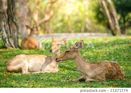 Deers sleeping on grass in soft morning light Deers sleeping on grass in soft morning light 21871574
