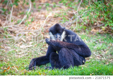 Gibbon sitting on grass in the zoo. Gibbon sitting on grass in the zoo. 21871575