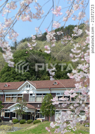 Wooden school building and cherry blossoms 21872723
