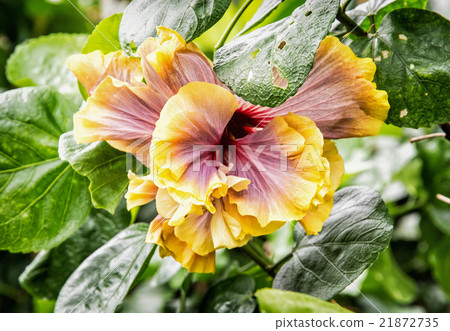 Orange hibiscus flower, detailed natural scene Orange hibiscus flower, detailed natural scene 21872735