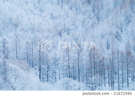 霧冰森林 21872940