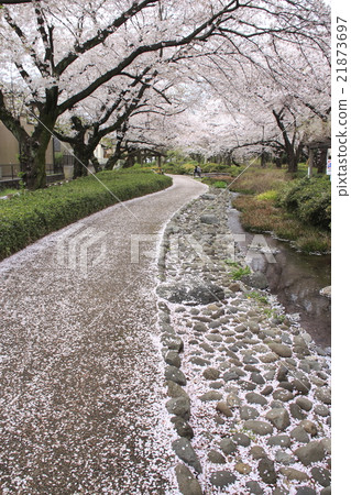 Negawa Greenway and cherry blossom trees Negawa Greenway and cherry blossom trees 21873697