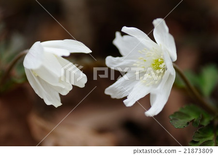 海葵pseudoaltaica 海葵pseudoaltaica 21873809